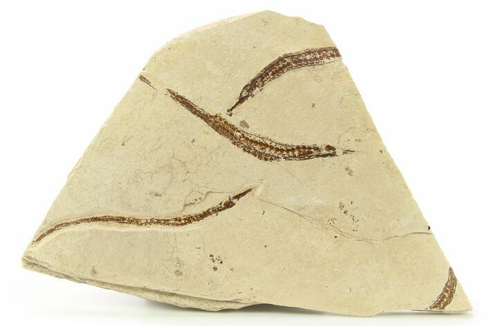 Plate of Fossil Pipefish (Syngnathus & Hipposyngnathus) #275040
